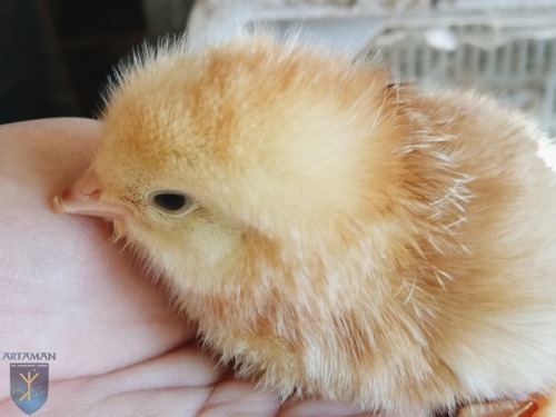 Freshly-hatched chicks from our mama hen, Grace Shell-y.A very happy morning at the Hyperborean Gard