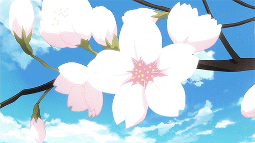 Cherry blossom GIF  Find on GIFER