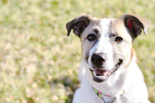 Topanga is available for adoption at the Henrico Humane Society! 