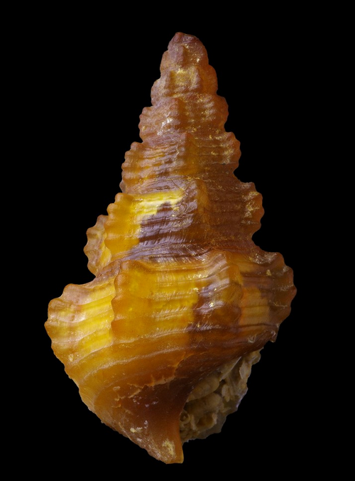 Agatized Cerithium (Eocene) - Assa, Morocco