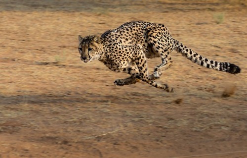 Unpredictable prey proves problematic for predators In the battle between predator and prey, the vi