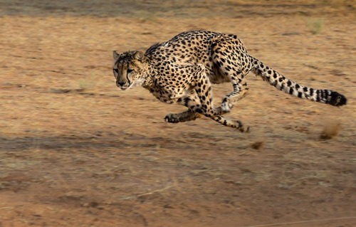 Unpredictable prey proves problematic for predators  In the battle between predator and prey, the vi