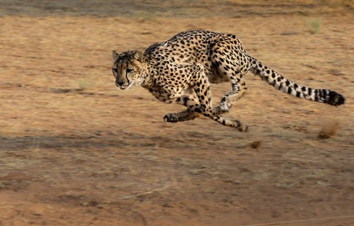 Unpredictable prey proves problematic for predators In the battle between predator and prey, the vic