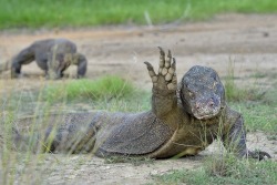 thestomping-ground:I hope this Komodo Dragon waving at you brightens your day 