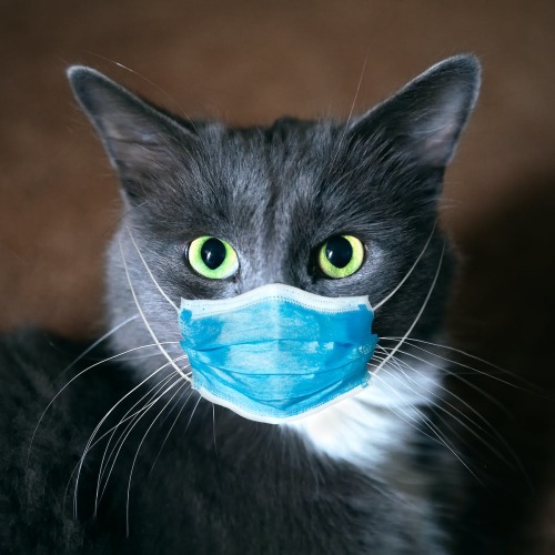 awwflycat
