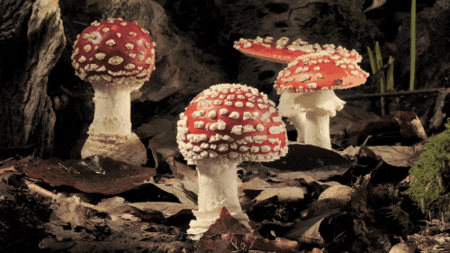 thekidshouldseethis:  Amanita muscaria is a striking red mushroom with white spots. It is the classi