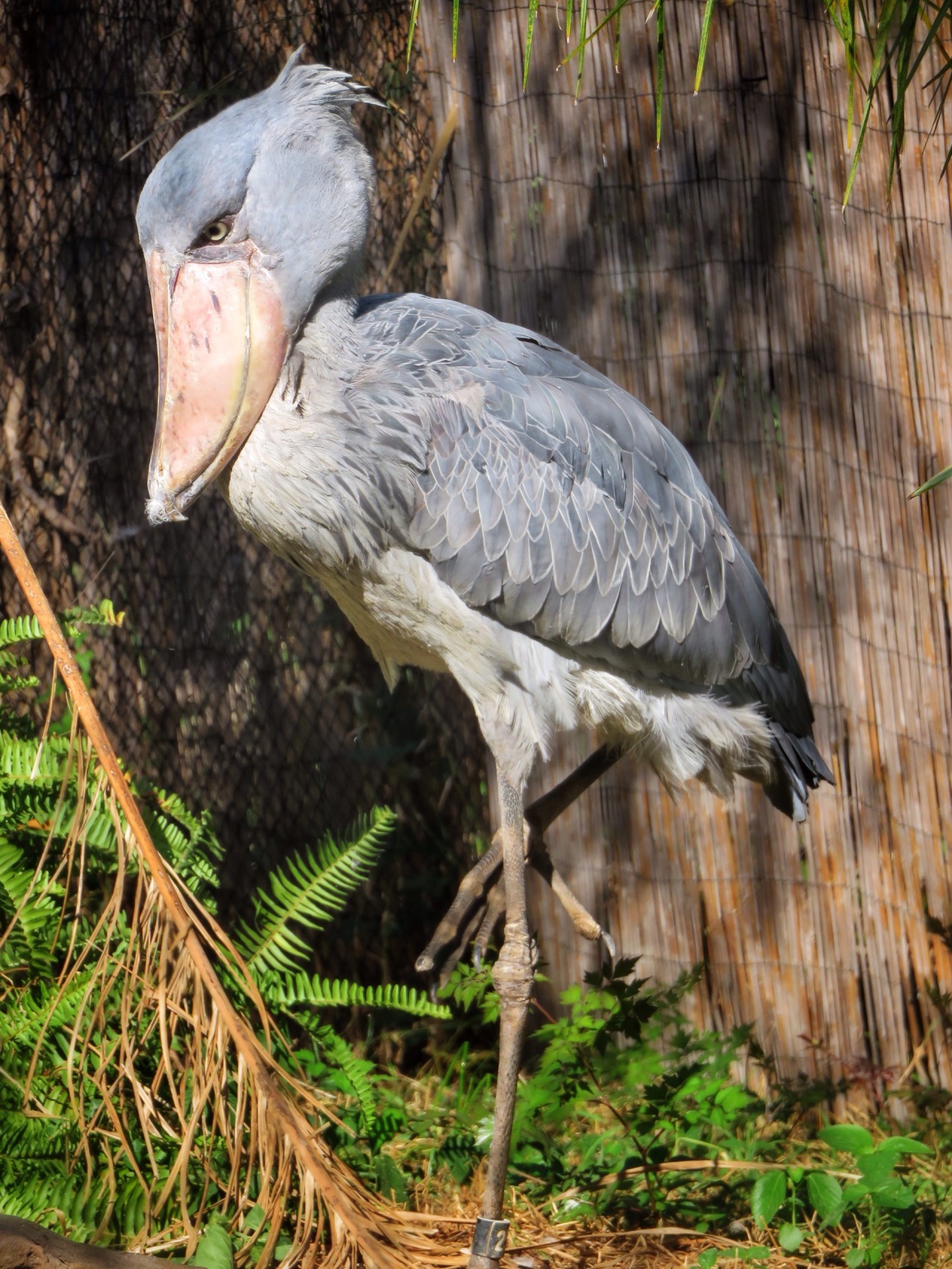 shoebill stork height shoebill stork height