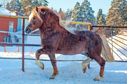 russianhorses: Russian Heavy Draft stallion