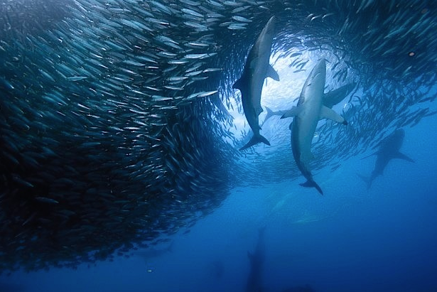 nubbsgalore:  safety in numbers. photos of sharks attacking a sardine bait ball by