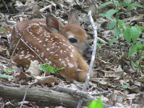 I met this little beauty a few years ago out in the woods.  Mommy deer was out eating and its camouflage was so good I almost stepped on it before I saw it.  Luckily I had a good camera with me that had a decent zoom lens so I could get a few pictures