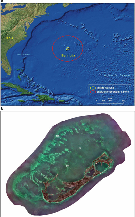 bermuda