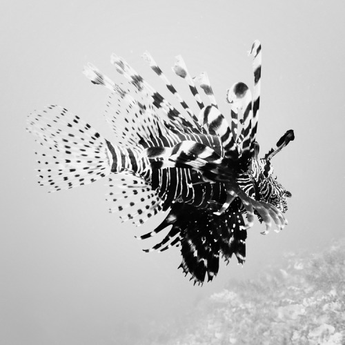 myampgoesto11:Black and white underwater photography by Hengki Koentjoro