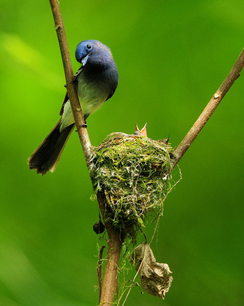 creatures-alive:  Curious mom by Mirror_Lake on Flickr.