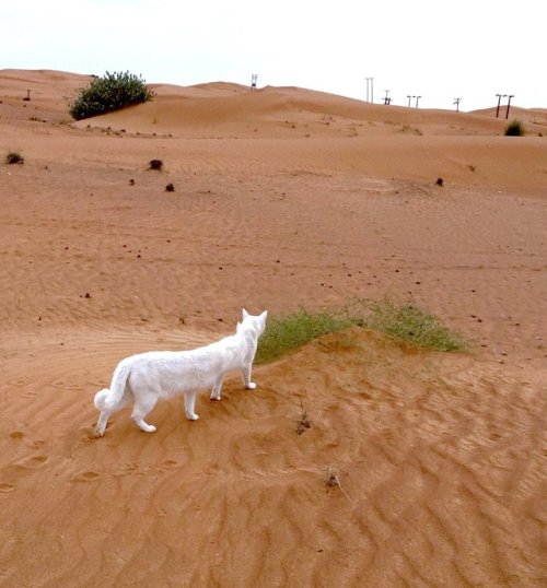 cuteanimals-only:have you seen sand cat-erpillars yet? 