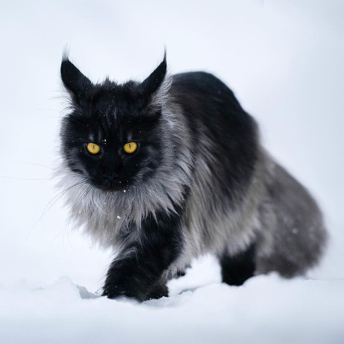 inkxlenses:Queens of Winter | by mainecoonqueens