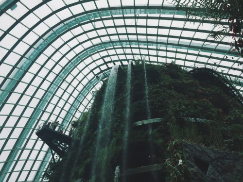 alext:  Cloud forest Singapore 