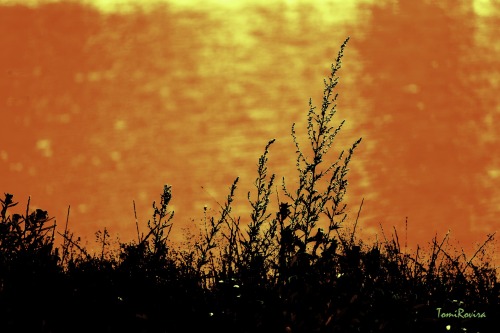 THIRSTY NATURE