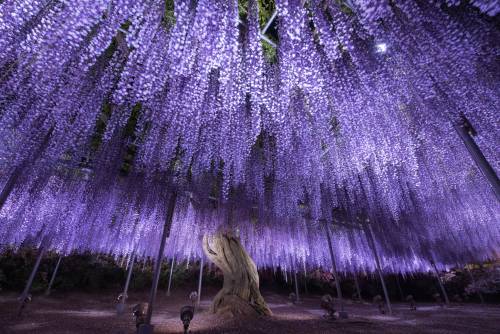 itscolossal:Lush Canopies of Hundreds of Purple Flowers Erupt from Japan’s Wisteria