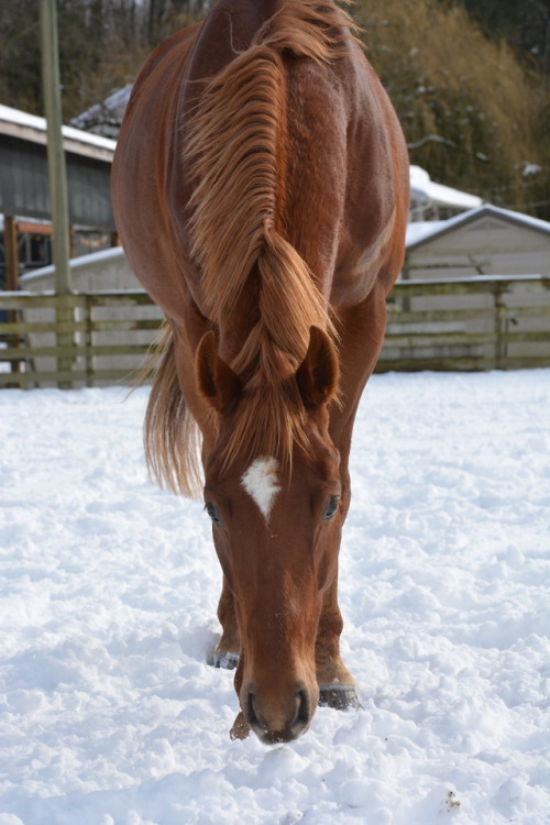 sdequus:Archibald is adorable and his face has gotten so much more mature lately