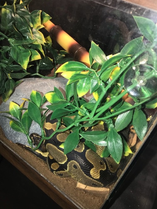 Sure let’s sleep on top of the hide and not under it.