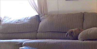 nogurt-p: redhouseroad: FRIEND SIGHTED NYOOOOOM  HOLY FUCK THIS IS SOOOO DAMN CUTE