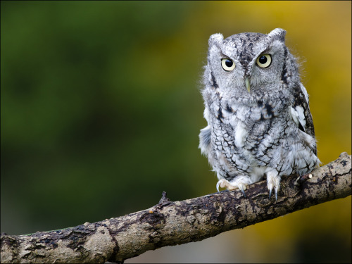 owlsday:  Eastern Screech Owl by Jen St. Louis on Flickr. 