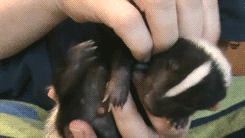 taigas-den:  babyanimal-gifs:  baby skunk.x   sapphicqueenofhell