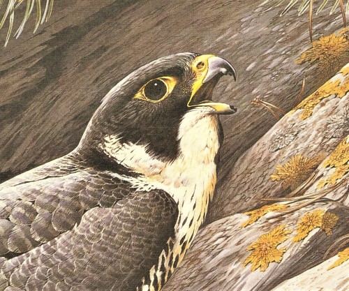 A Peregrine FeathursdayThe Peregrine Falcon (Falco peregrinus) has made a remarkable comeback h