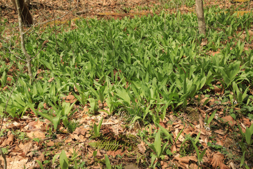 April in an Appalachian forest.From top: ramp (Allium tricoccum); pin cherry (Prunus pensylvanica), 