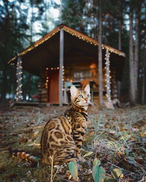cat-lover-1001: sukiicat the adventure cat