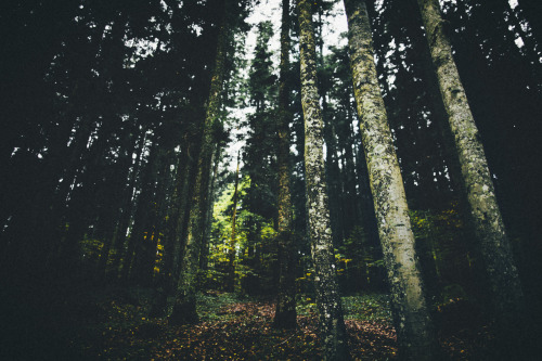 elenamorelli: { the road through the forest }