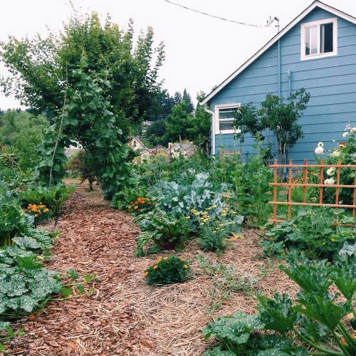 biodiverseed:wildhobbitjam:A delightful and refreshingly overcast morning in the garden means I coul