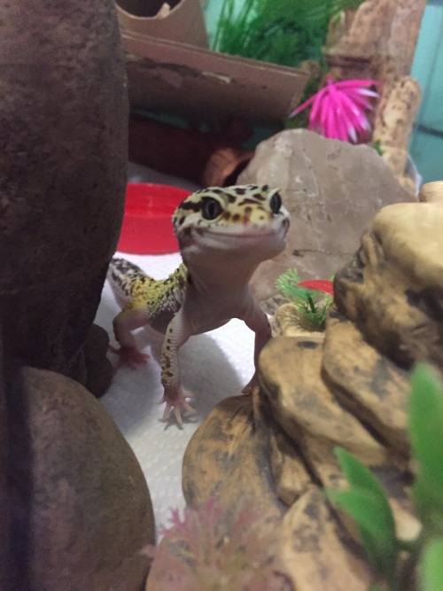 Some thoughts on Steven my gecko: Ever since I knew what a leopard gecko was, I became obsessed. I w
