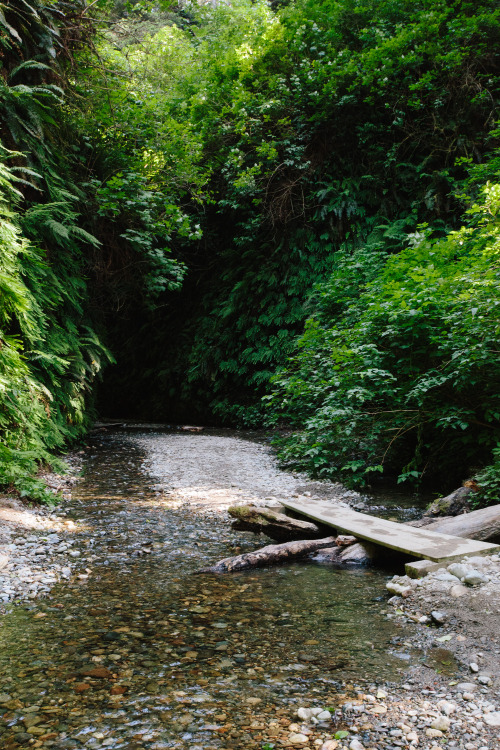 kasieisdell:  Fern Canyon California   I porn pictures