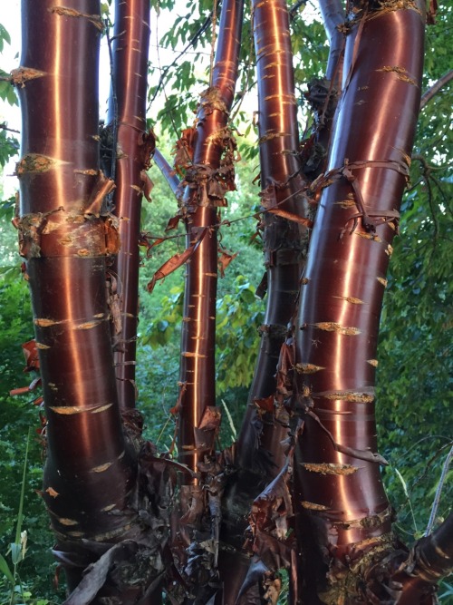 5-and-a-half-acres: One of my favorite trees due to year round interest. Birch bark cherry or Tibeta