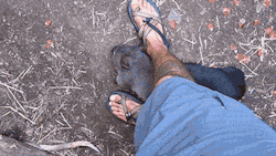 gifsboom:  Playing with Baby Wombat. [video] 