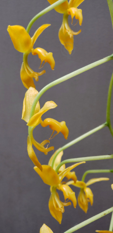 Gongora flaveola (Western Cordillera of Colombia)