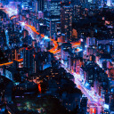 nyctophorum: