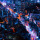 nyctophorum: