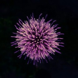 lordofcrisps:  Thistle.