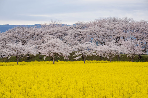 春色のコントラスト