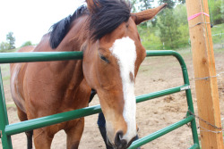 pride-riding:  The best thing about unsaddling her is I don’t have to tie her down, she just sits there at the gate, and waits until I take her saddle off.   Wow she looks totally different from your winter pictures, shedded out nicely. 