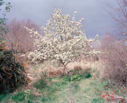 mfjr:Lorna’s Garden, Ireland, 2012 by Robert Ellis