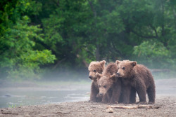 Fuck-Yeah-Bears:  Cubs In The Fog By Sergey Ivanov