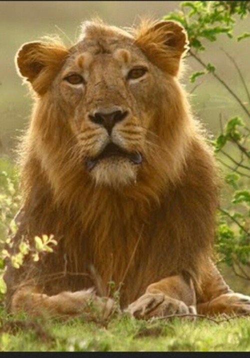 asiaticlionuniverse:Asiatic Lion in Gir. Yowls the Name ofGod,I A O.