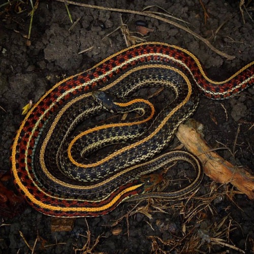 A couple of plains garter snakes we share the yard with.#snakes #thamnophis #herpsofinstagram #wil