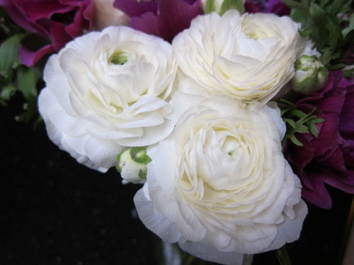 White Ranunculus