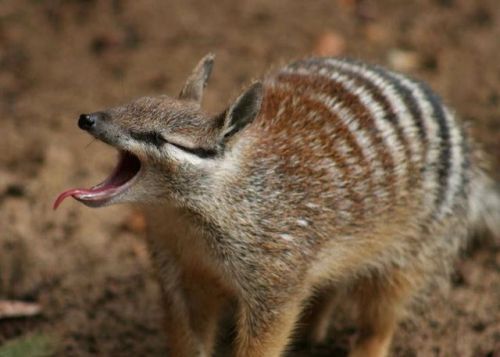 zsl-edge-of-existence:While the numbat bears no relation to the true anteaters, a feature it shares 