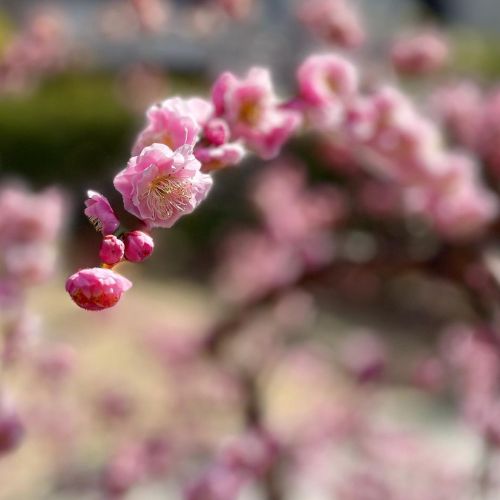 枝垂れ梅#枝垂れ梅 #梅 #花 #フラワー #公園 #兵庫県 #神戸市 #東灘区 (Moriminamimachi, Higashinada-ku)https://www.instagram.com