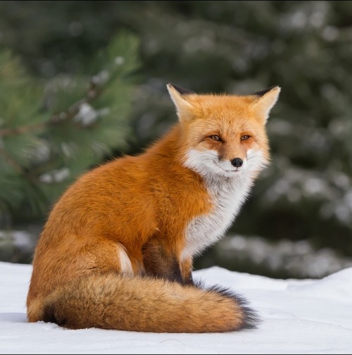 beautiful-wildlife:Relaxing Red Fox by Daniel Cadieux@illemartialis